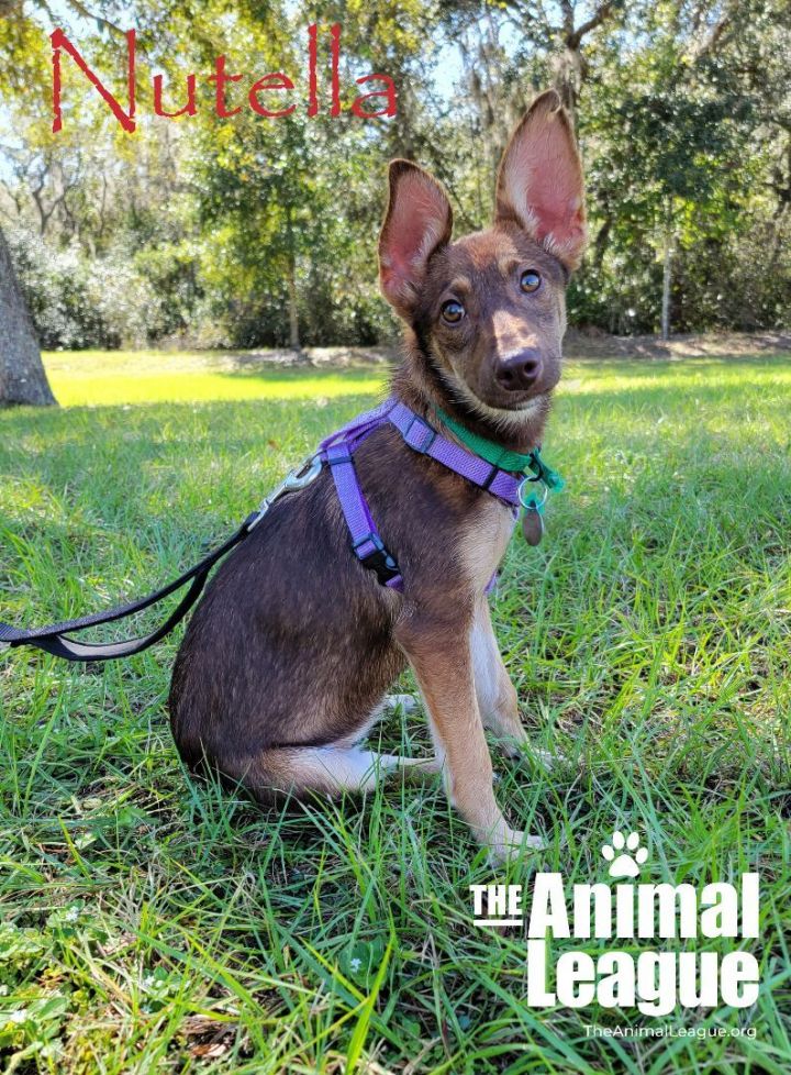 Nutella, an adoptable German Shepherd Dog & Rat Terrier Mix in Clermont, FL_image-1