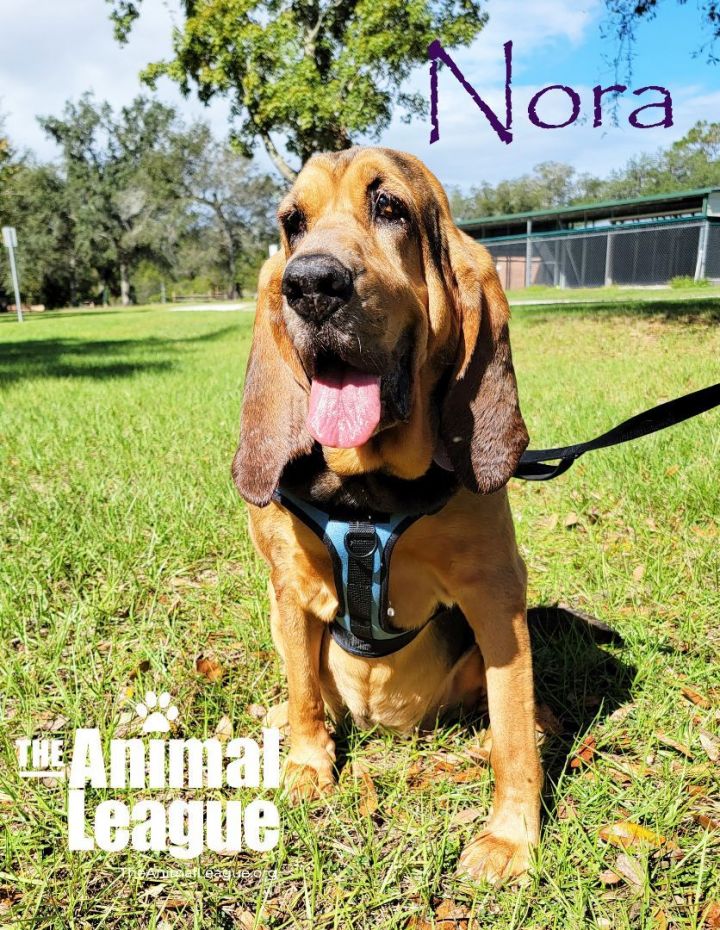 Nora, an adopted Bloodhound in Clermont, FL_image-4