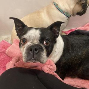 how long is a boston terrier pregnant for