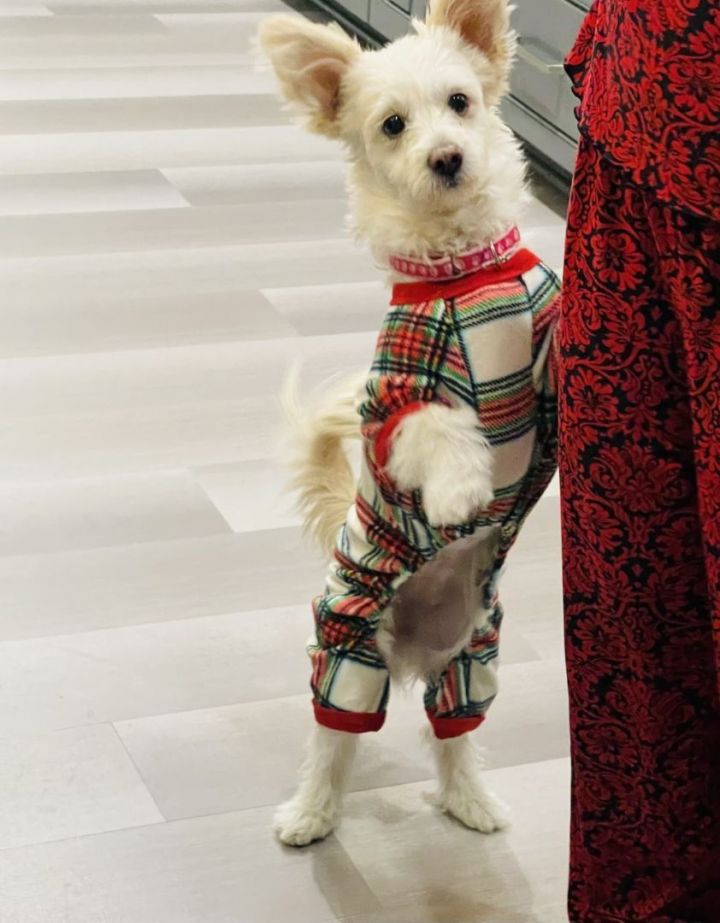 Liela, an adoptable Maltese & West Highland White Terrier / Westie Mix in Los Alamitos, CA_image-5