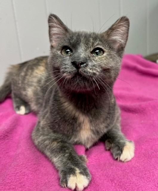 Dorothy, an adoptable Calico in Algona, IA, 50511 | Photo Image 1