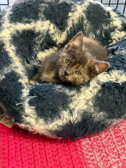 Dorothy, an adoptable Calico in Algona, IA, 50511 | Photo Image 2