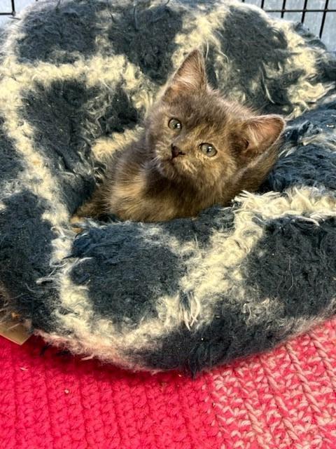 Dorothy, an adoptable Calico in Algona, IA, 50511 | Photo Image 3