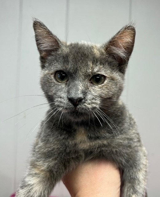 Dorothy, an adoptable Calico in Algona, IA, 50511 | Photo Image 4