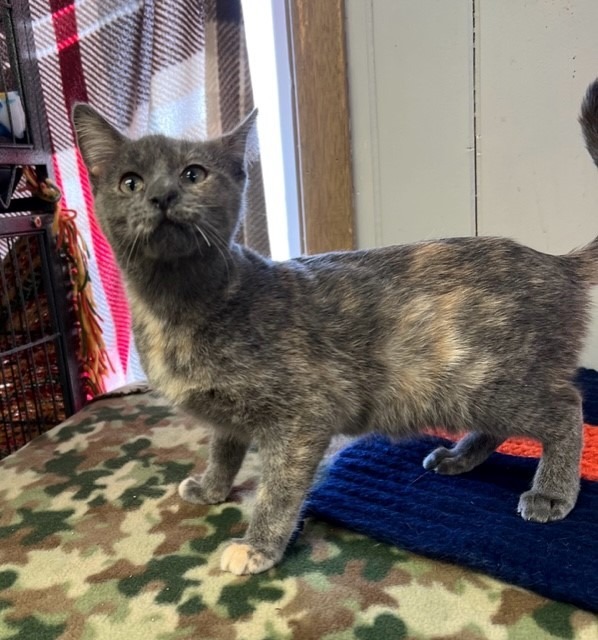 Dorothy, an adoptable Calico in Algona, IA, 50511 | Photo Image 5