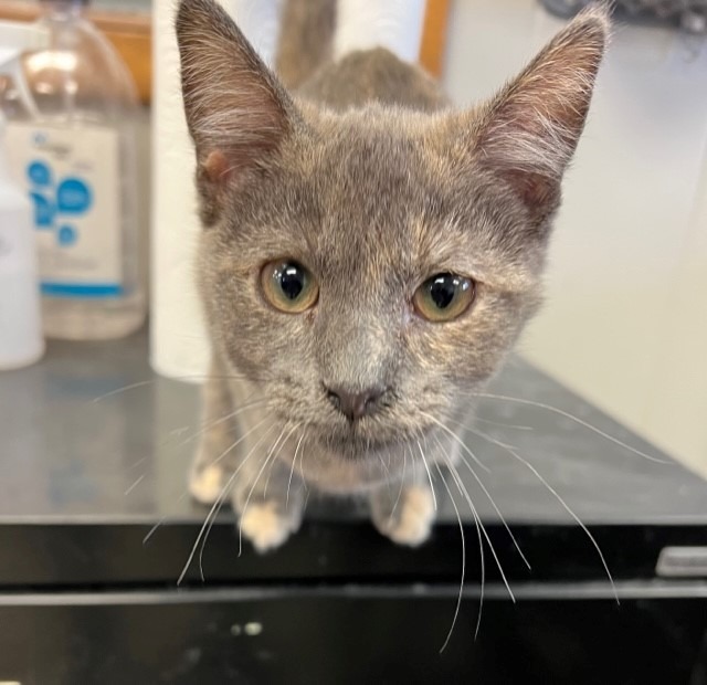 Dorothy, an adoptable Calico in Algona, IA, 50511 | Photo Image 6