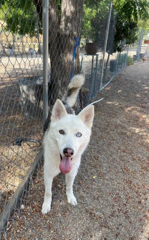 Dog for adoption - Rome, a Siberian Husky in Sun City, CA | Petfinder