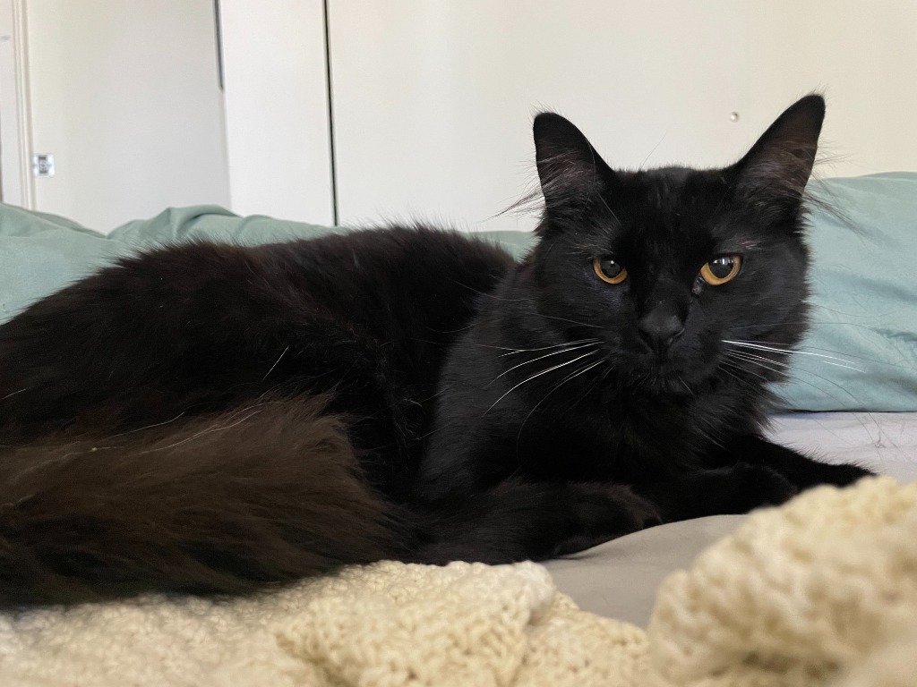 Shadow, an adoptable Domestic Short Hair in Salt Lake City, UT, 84117 | Photo Image 5