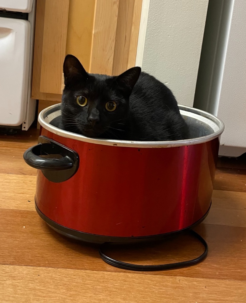 Sox, an adoptable Domestic Short Hair in Salt Lake City, UT, 84117 | Photo Image 1