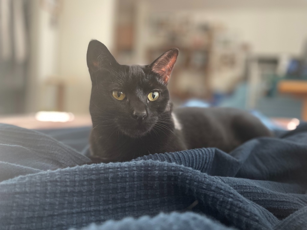 Sox, an adoptable Domestic Short Hair in Salt Lake City, UT, 84117 | Photo Image 2