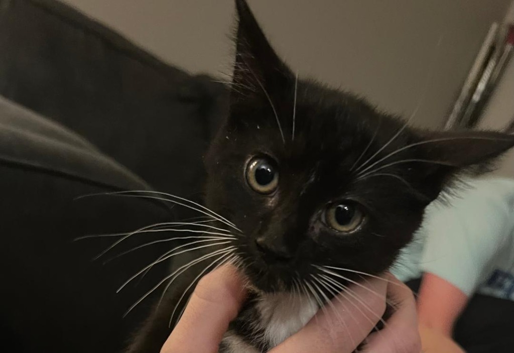 Miss Bea, an adoptable Domestic Short Hair in Hoover , AL, 35226 | Photo Image 2