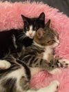 Domino and Olivia (Bonded Pair) 