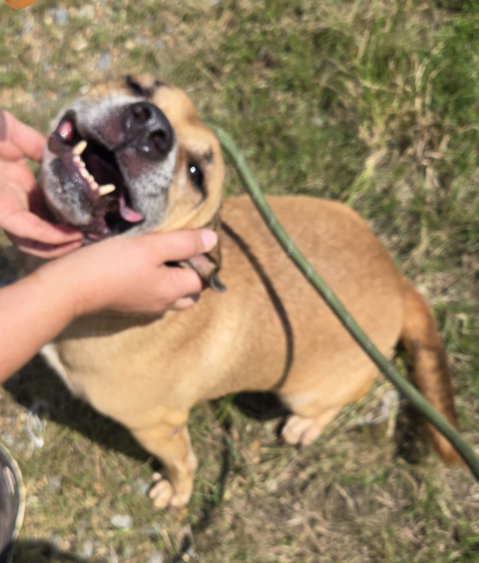 Billy Idol, an adoptable Retriever in Jackson, MS, 39213 | Photo Image 1