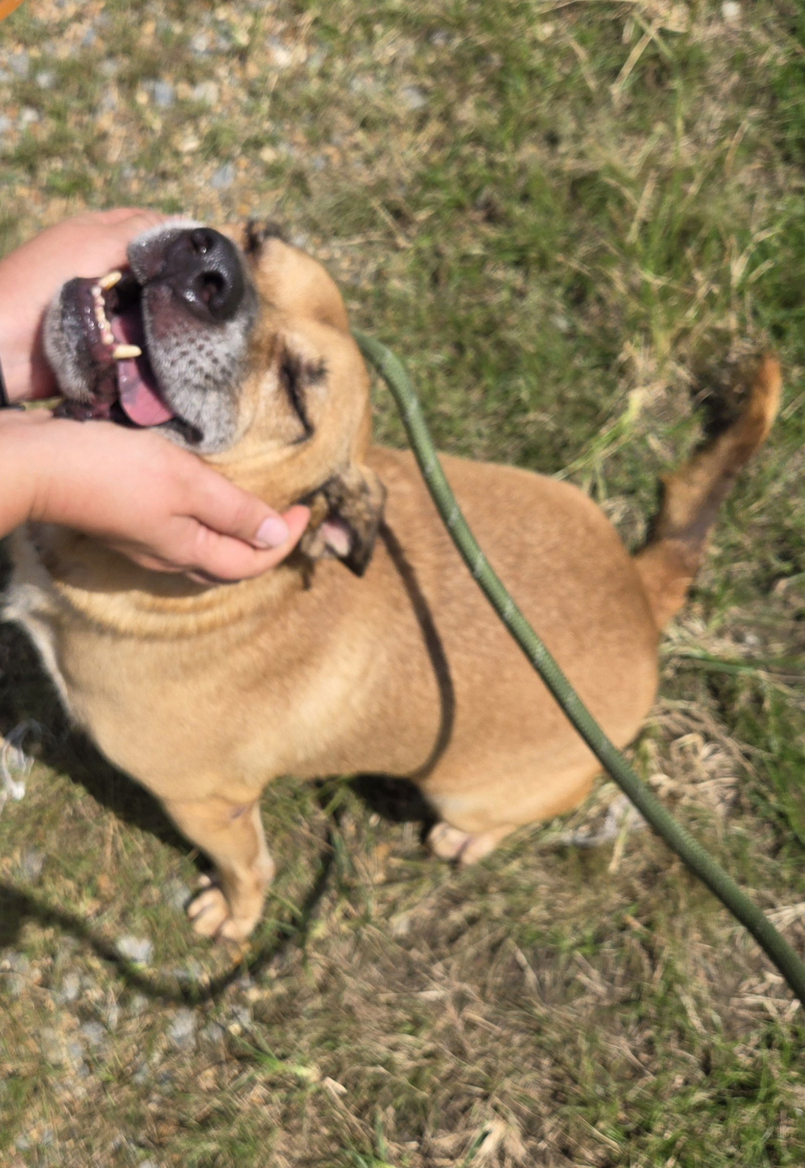 Billy Idol, an adoptable Retriever in Jackson, MS, 39213 | Photo Image 2