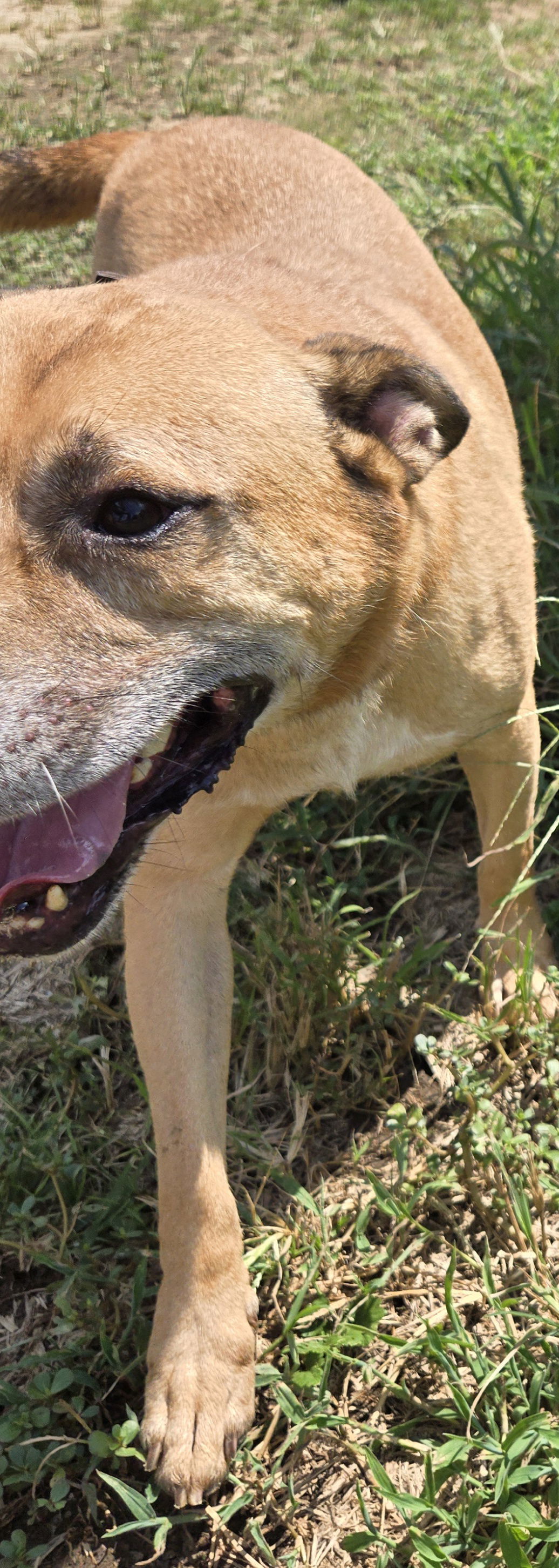 Billy Idol, an adoptable Retriever in Jackson, MS, 39213 | Photo Image 3