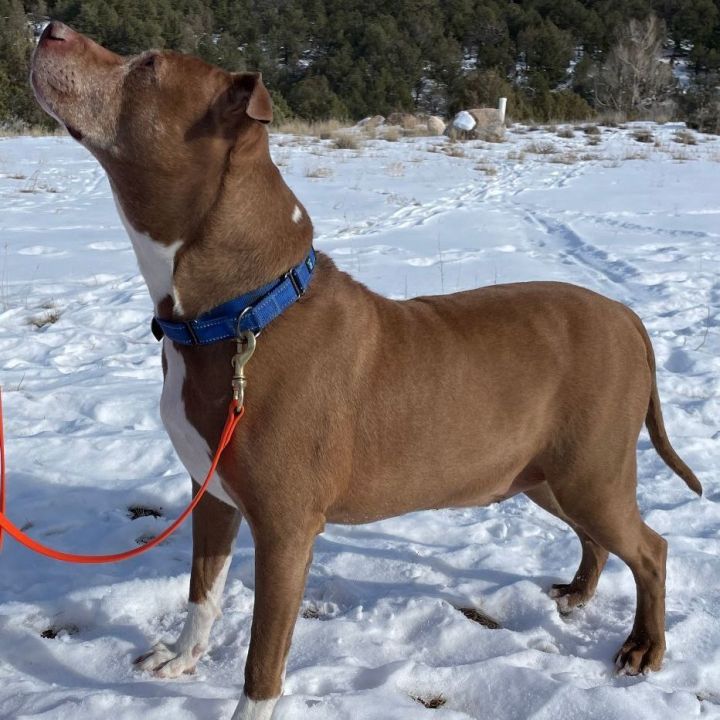 Cruz, an adoptable Pit Bull Terrier Mix in Ridgway, CO_image-5