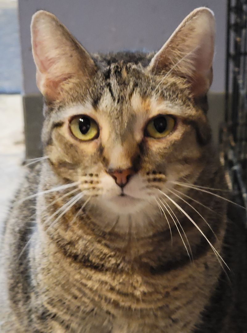 Cherry Ruby, an adoptable Abyssinian, Torbie in Lyons, IL, 60534 | Photo Image 5