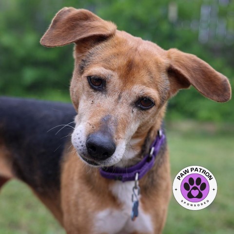 Jelly Bean, an adoptable Retriever in San Antonio, TX, 78253 | Photo Image 1