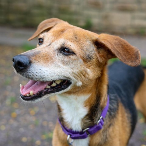 Jelly Bean, an adoptable Retriever in San Antonio, TX, 78253 | Photo Image 2