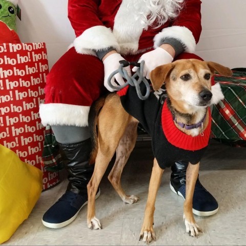 Jelly Bean, an adoptable Retriever in San Antonio, TX, 78253 | Photo Image 3