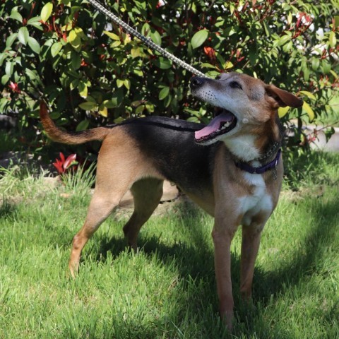 Jelly Bean, an adoptable Retriever in San Antonio, TX, 78253 | Photo Image 5