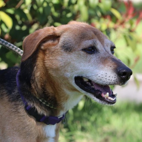 Jelly Bean, an adoptable Retriever in San Antonio, TX, 78253 | Photo Image 6