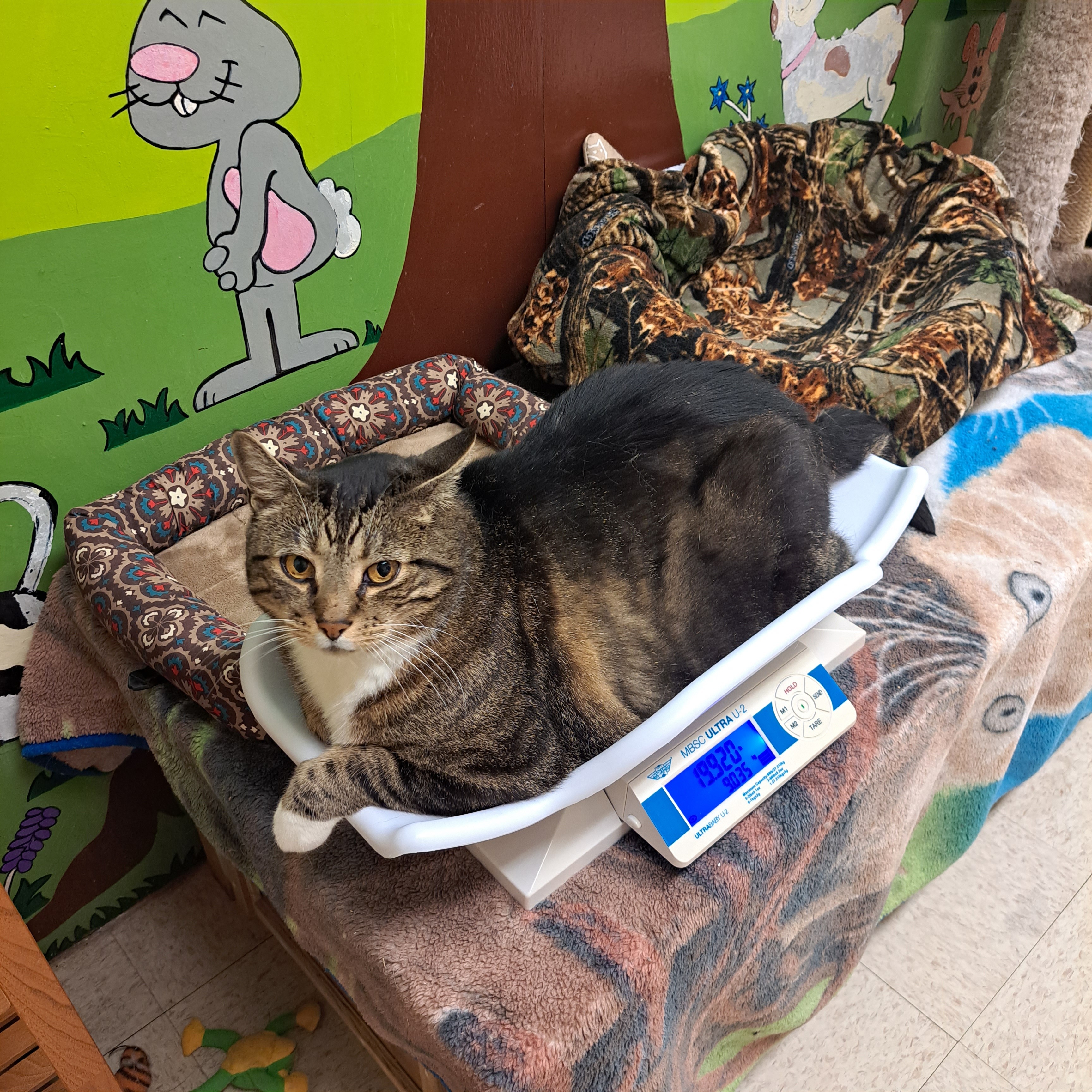 Laohu, an adoptable Tabby in Maple Ridge, BC, V2W 1A4 | Photo Image 5