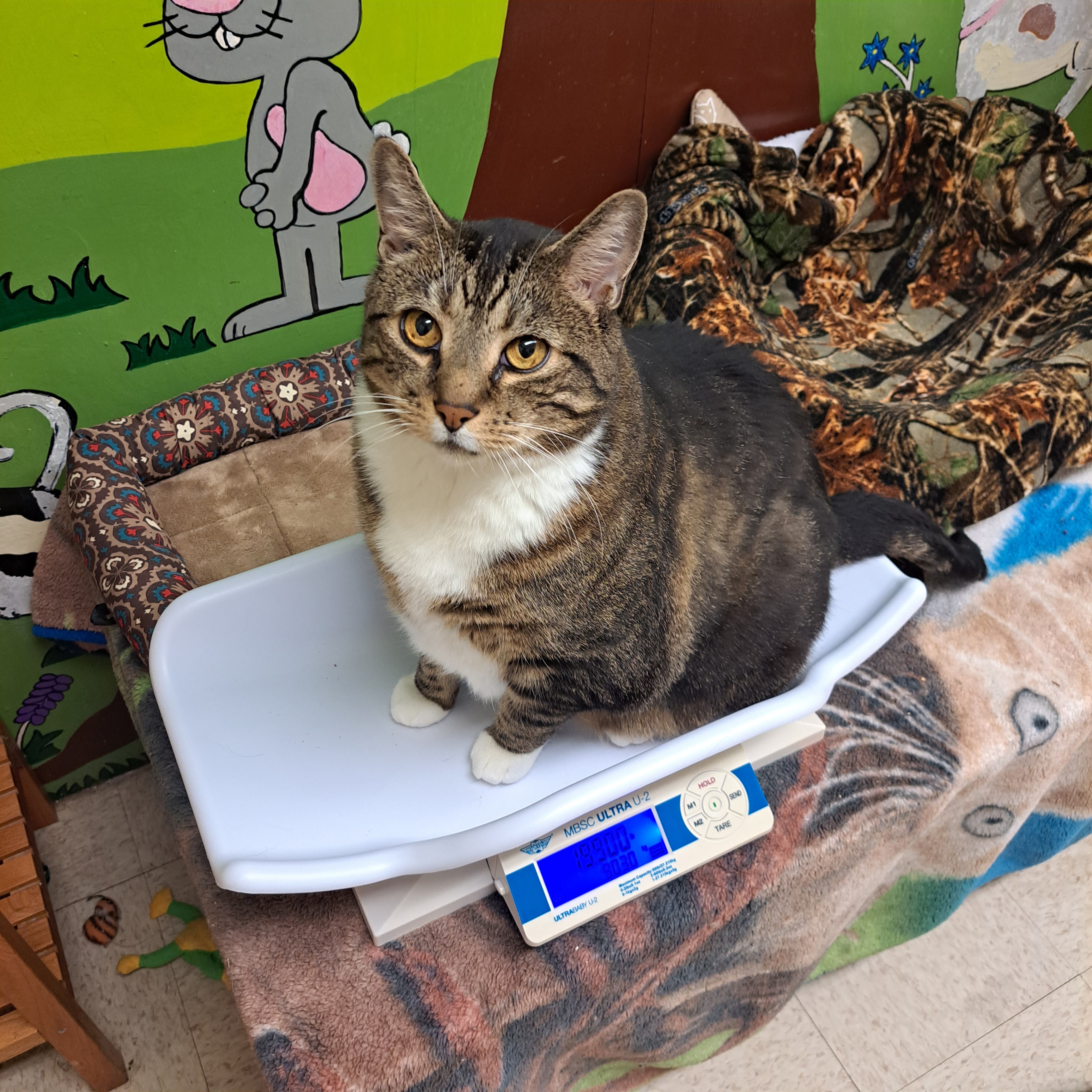 Laohu, an adoptable Tabby in Maple Ridge, BC, V2W 1A4 | Photo Image 6