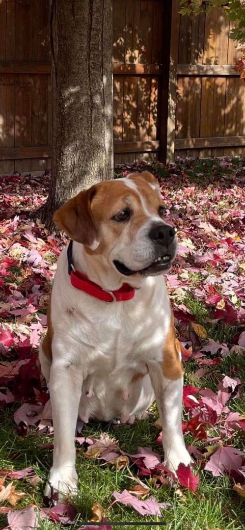 Mia, an adoptable English Bulldog & Beagle Mix in Brunswick, ME_image-1