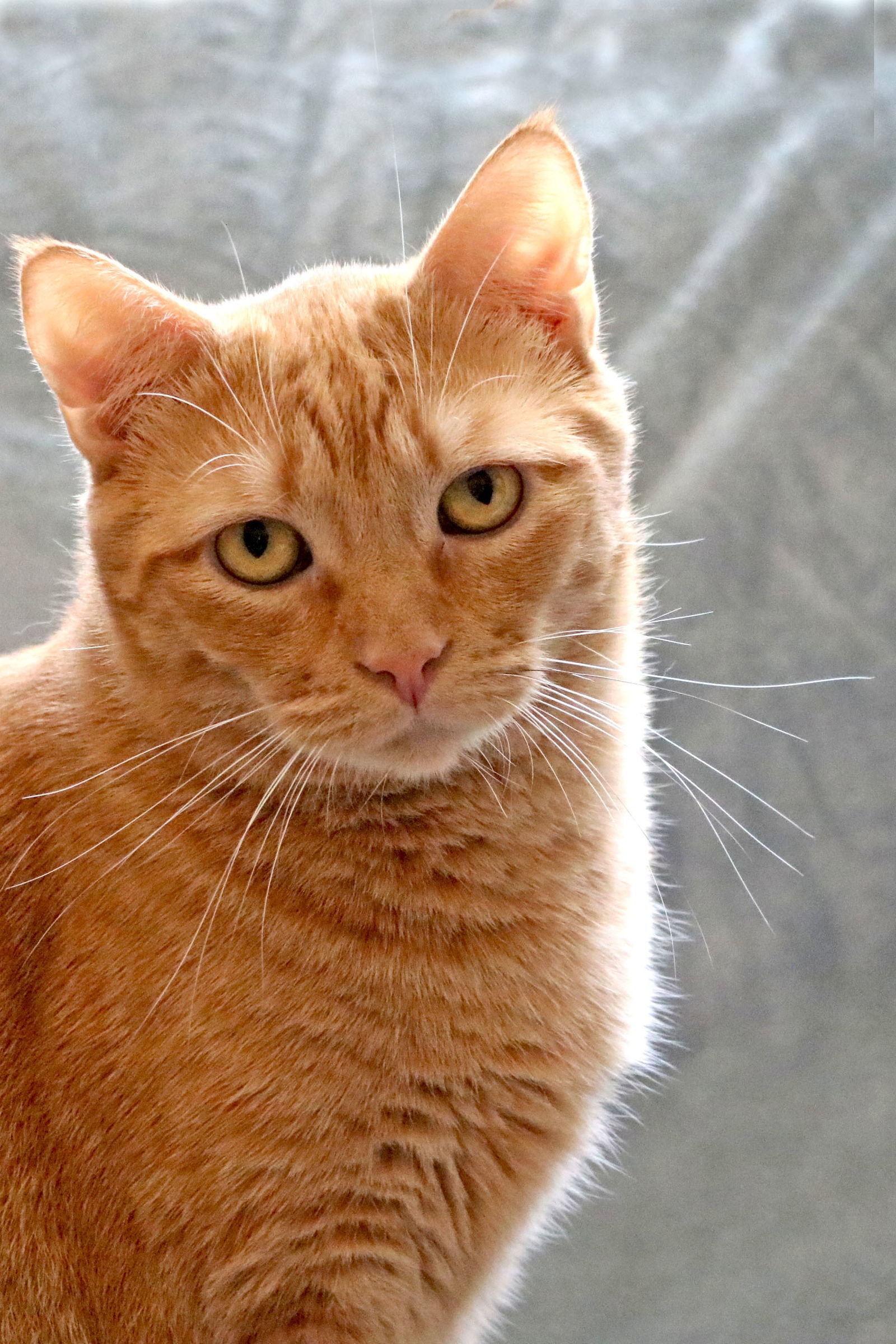 Merlin, an adoptable Tabby in Buford, GA, 30518 | Photo Image 1