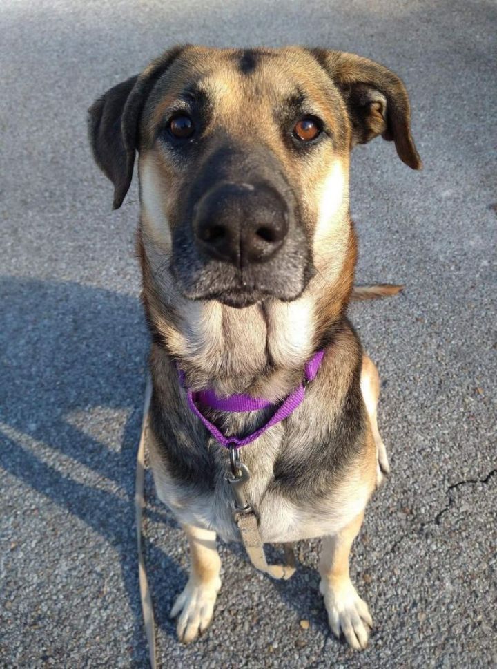 Ramey in NH , an adopted German Shepherd Dog & Labrador Retriever Mix in Manchester, NH_image-2