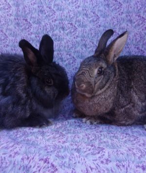 A shy pair of cuties - Chuey is the Jersey boy and Polly is the Agouti girl To 