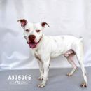 DEXTER's profile on Petfinder.com