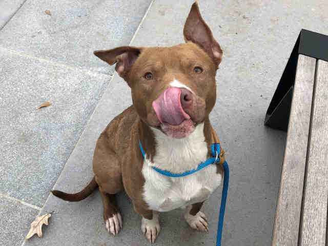 is peanut butter good for a bull terrier