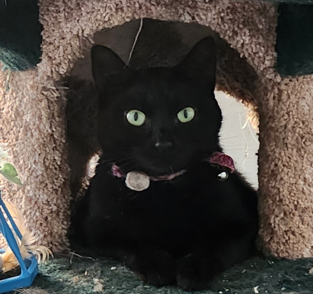 Violet 2022, an adoptable Domestic Short Hair in Virginia Beach, VA, 23455 | Photo Image 1