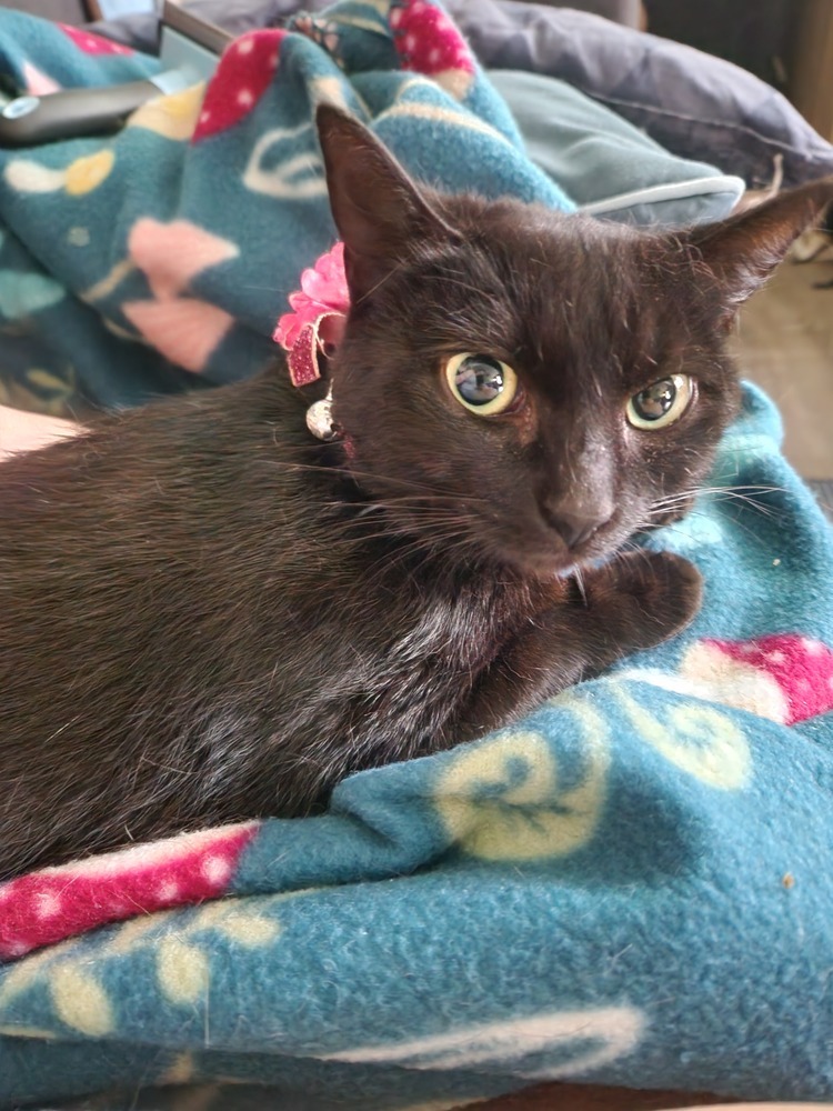 Violet 2022, an adoptable Domestic Short Hair in Virginia Beach, VA, 23455 | Photo Image 3