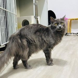 Morticia Domestic Long Hair Cat