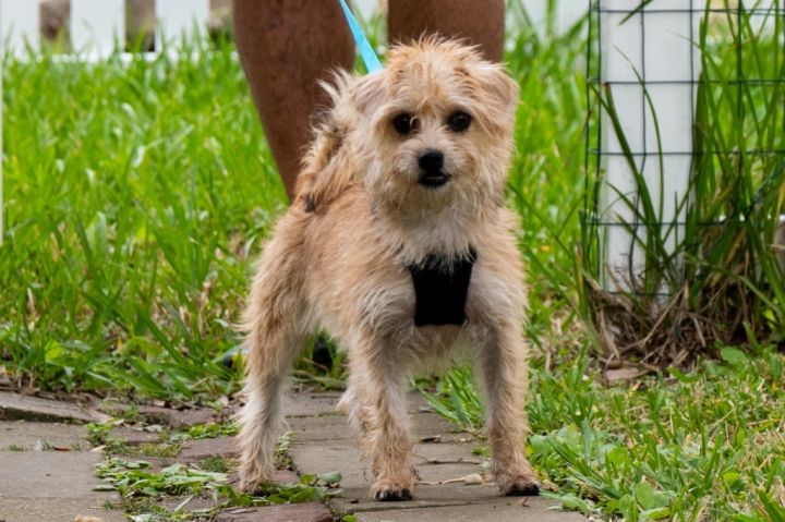 Dickens, an adoptable Yorkshire Terrier & Boston Terrier Mix in Fulton, TX_image-1