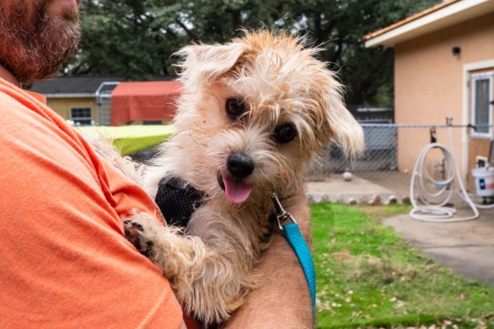 Dickens, an adoptable Yorkshire Terrier & Boston Terrier Mix in Fulton, TX_image-3