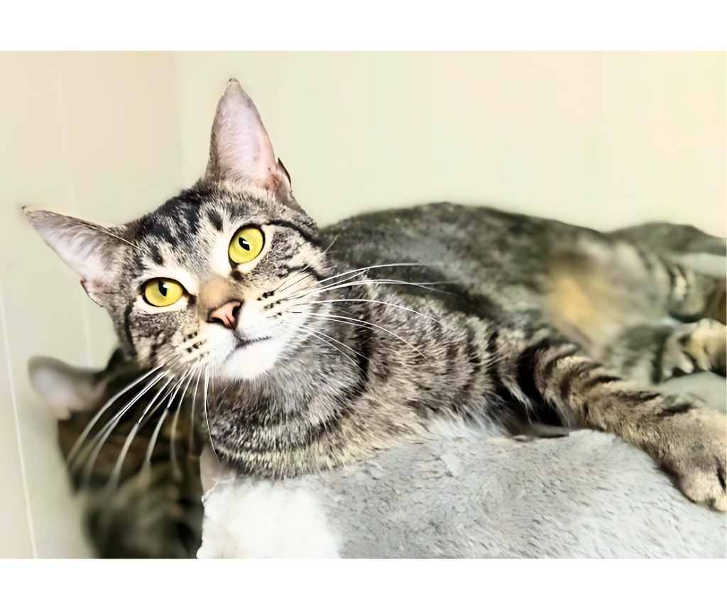 Harriet, an adoptable Domestic Short Hair in Algona, IA, 50511 | Photo Image 1