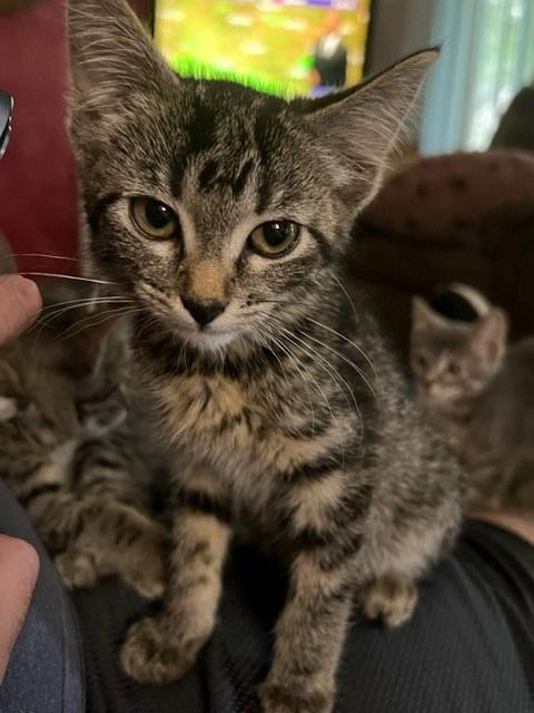 Harriet, an adoptable Domestic Short Hair in Algona, IA, 50511 | Photo Image 2