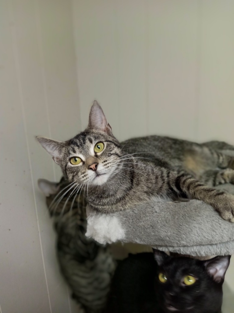 Harriet, an adoptable Domestic Short Hair in Algona, IA, 50511 | Photo Image 3