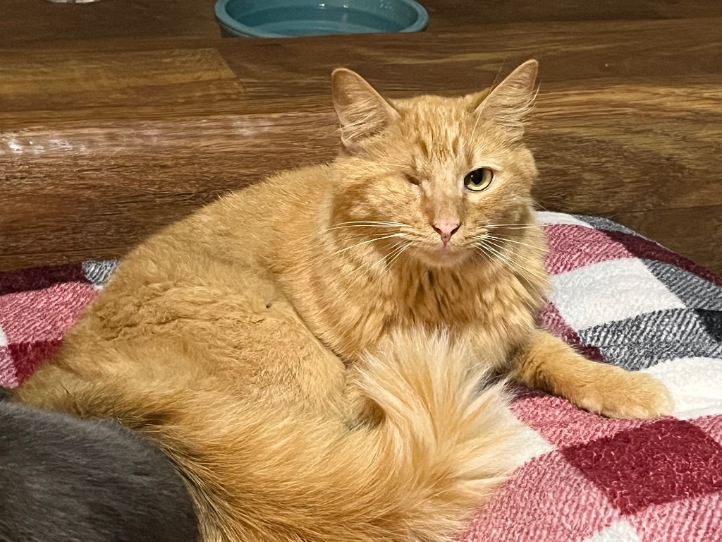 Marbles (Sponsored) - ADOPTION PENDING!