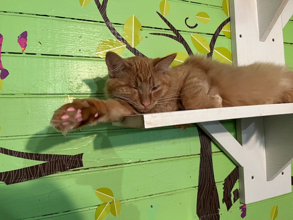 Marbles (Sponsored) - ADOPTION PENDING!