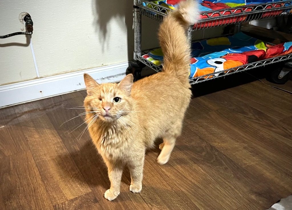 Marbles (Sponsored) - ADOPTION PENDING!