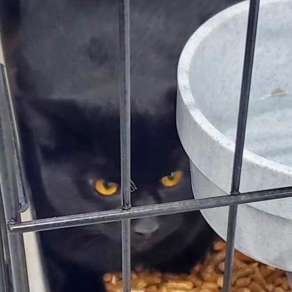 Shady, an adoptable Domestic Long Hair in Livingston, TX, 77351 | Photo Image 1