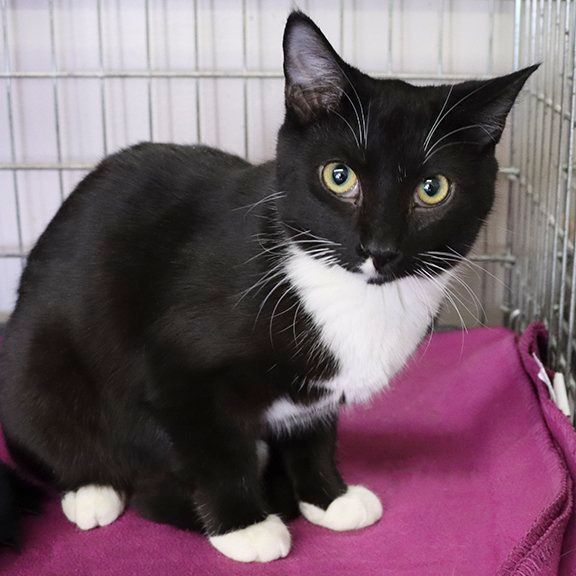 Cat for adoption Fudgesicle a Tuxedo in Rochester NY Petfinder