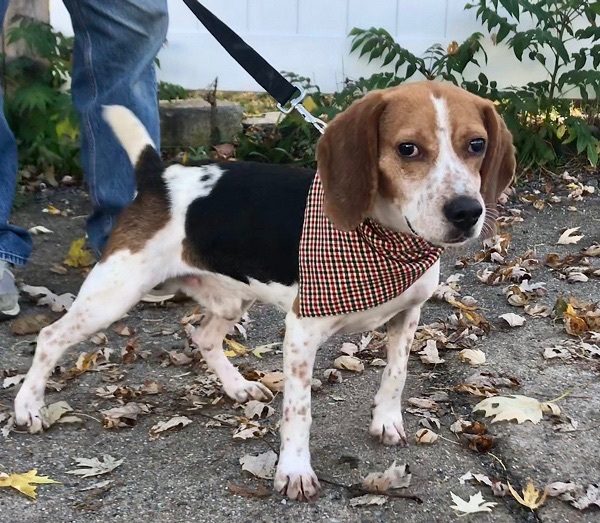 Dog for adoption - Marlow Hughes, a Beagle in Waldorf, MD | Petfinder