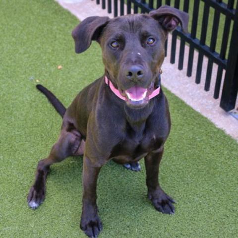 Bruce, an adoptable Black Labrador Retriever in Wichita, KS, 67278 | Photo Image 1