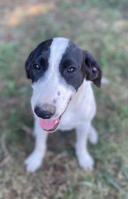 Bluetick sales lab mix